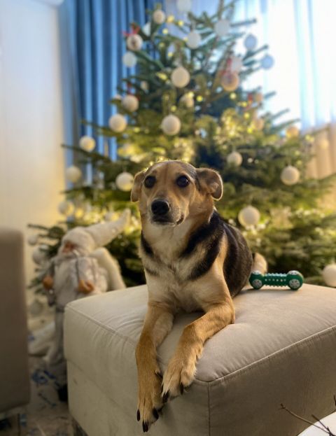 Pies przed ubraną choinką HOHO